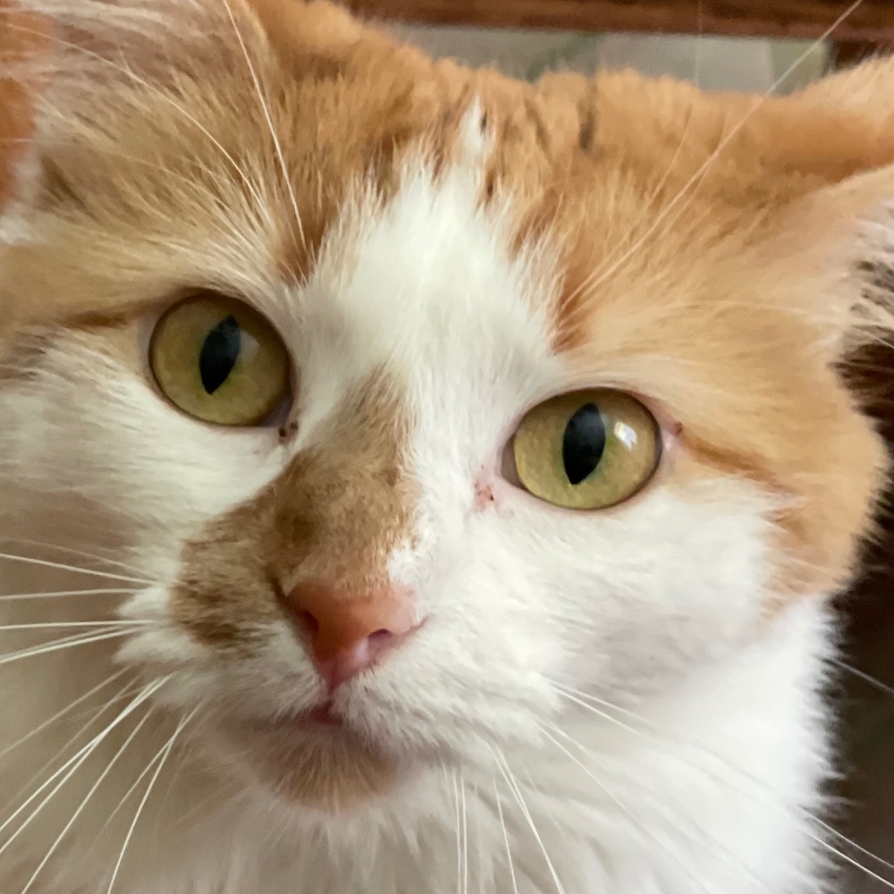 Meet your Posher, Samantha